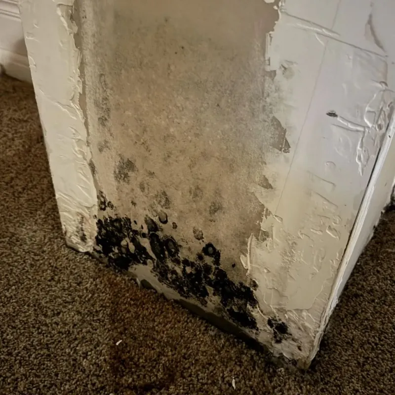 Professional Mold Removal in Boise, ID